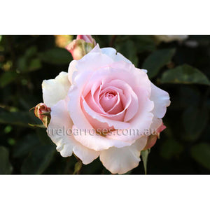 MOTHERS LOVE - Potted Rose