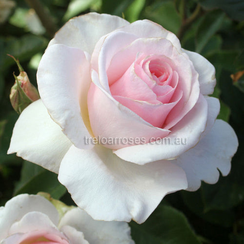 Roses - Category