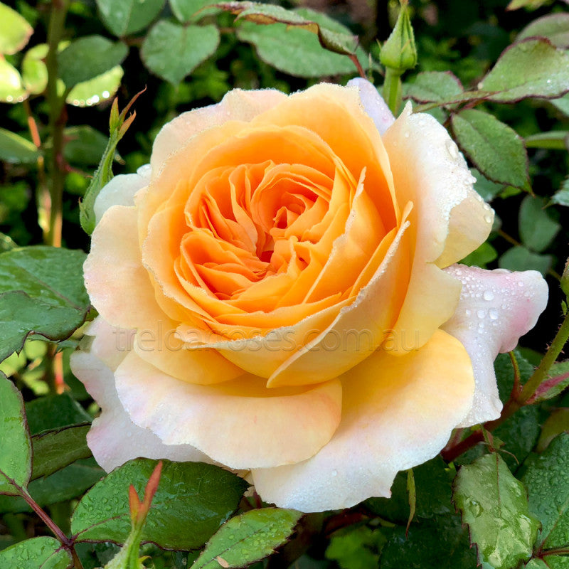 PRE ORDER - MY YELLOW - Bare Rooted