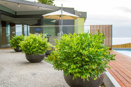 NANDINA LEMON & LIME