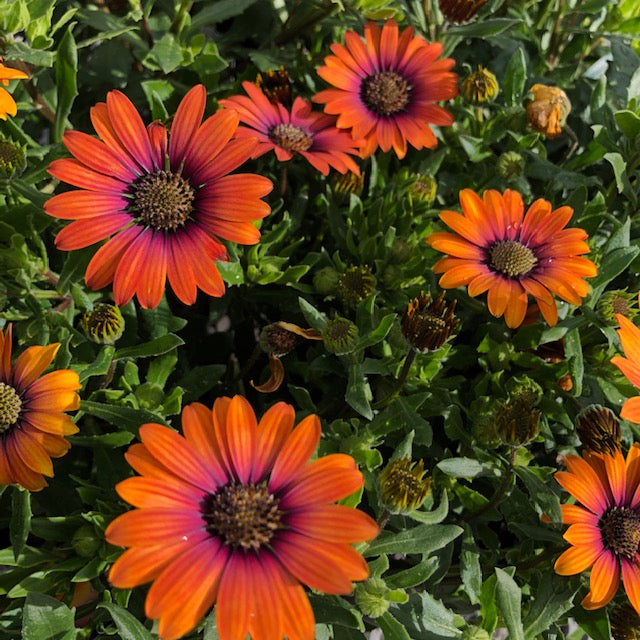 OSTEOSPERMUM PURPLE SUN