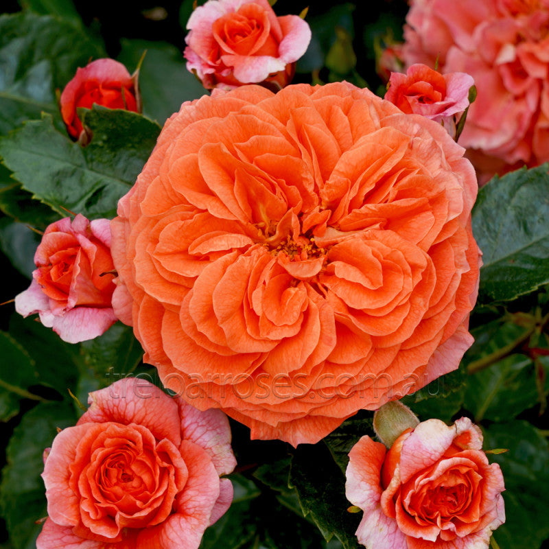 PRE ORDER - ORANGERIE - Bare Rooted