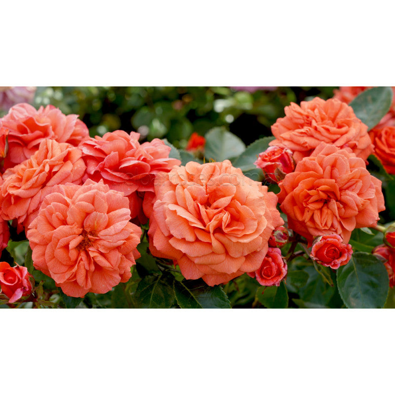 Roses - Orange / Yellow