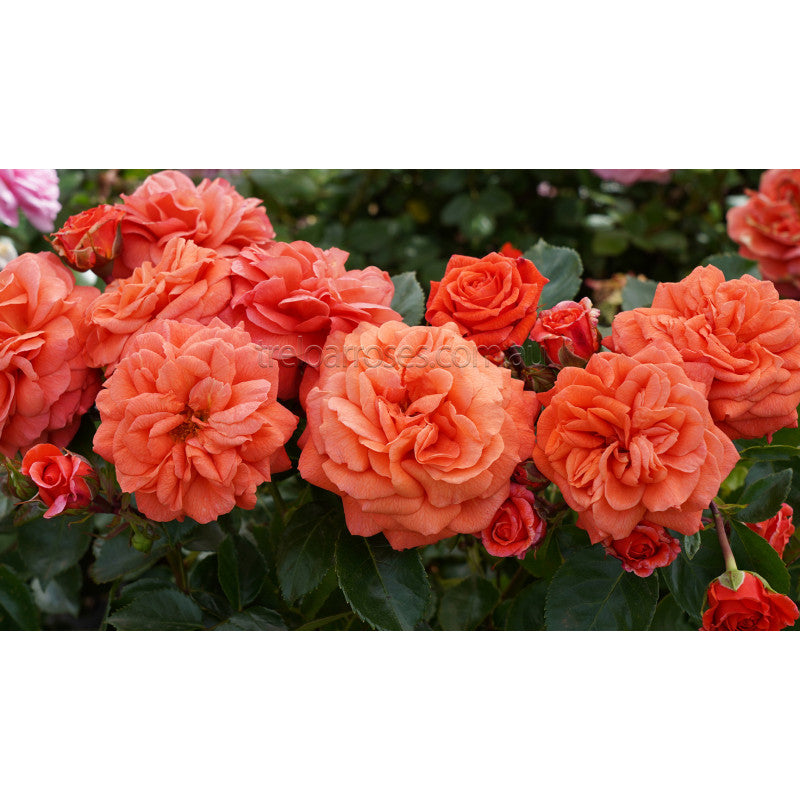 PRE ORDER - ORANGERIE - Bare Rooted