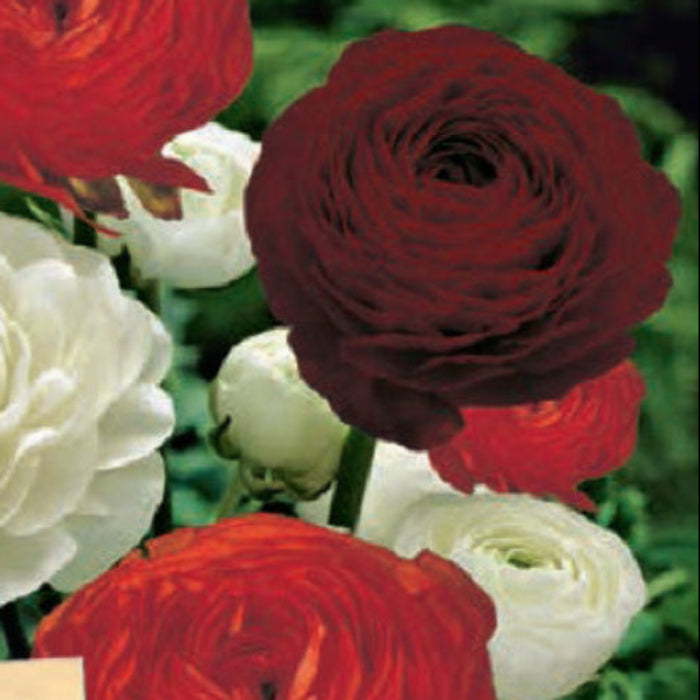 RANUNCULUS DARK SECRETS 12PK