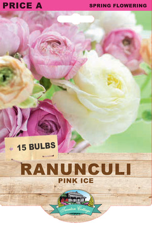 RANUNCULUS PINK ICE 12PK