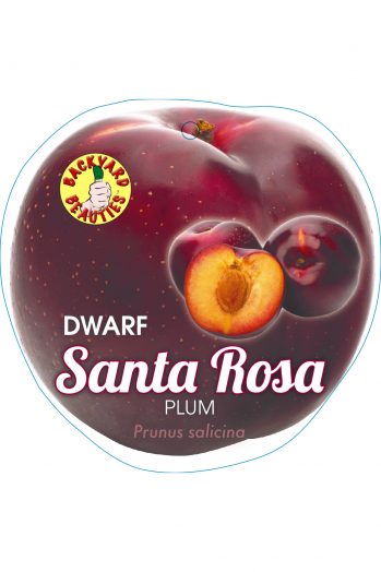 PRE ORDER -PLUM DWARF SANTA ROSA - BARE ROOTED