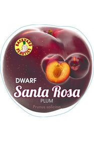 Dwarf Fruit Trees