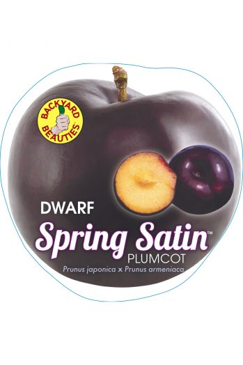 PRE ORDER -PLUMCOT DWARF SPRING SATIN - BARE ROOTED