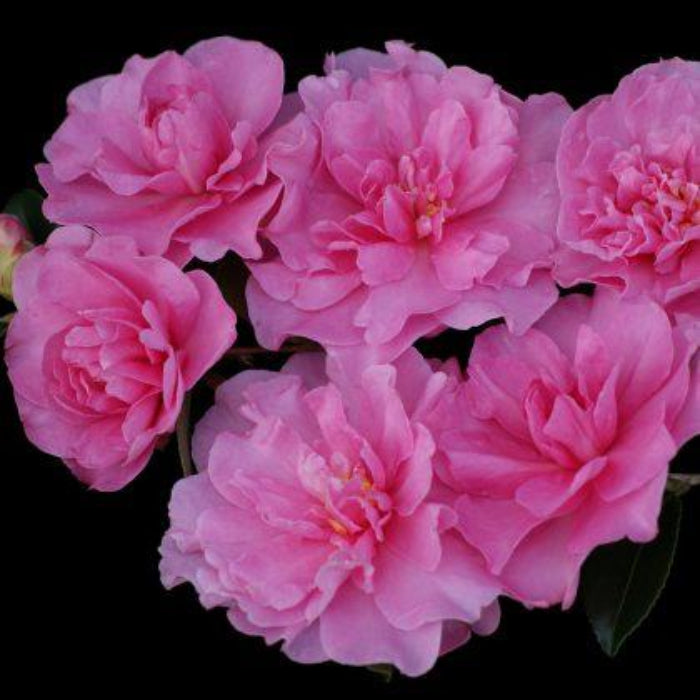 Cluster of pink Camellia sasanqua 'With Love' flowers with green leaves.