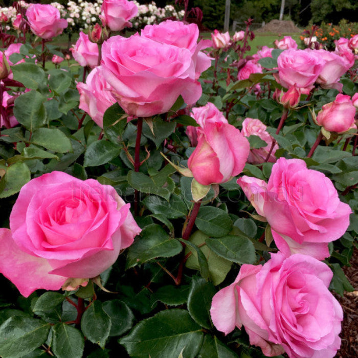 pink roses on a bush