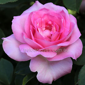 Shipping Roses Bagged