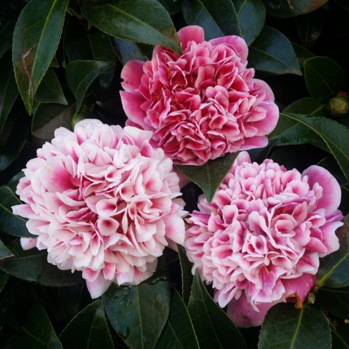 three pink and white flowers with dark green leaves in background