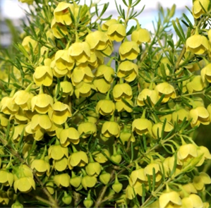 YELLOW BORONIA