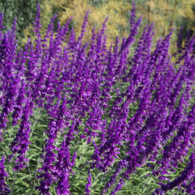 Flowering Plants