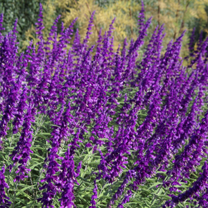SALVIA SANTA BARBARA