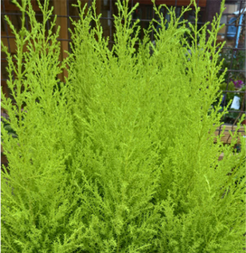 Plants