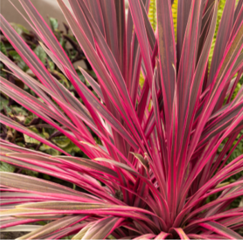 CORDYLINE ELECTRIC PINK