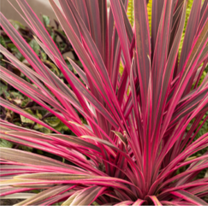 CORDYLINE ELECTRIC PINK