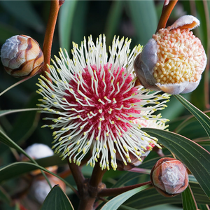 HAKEA LAURINA