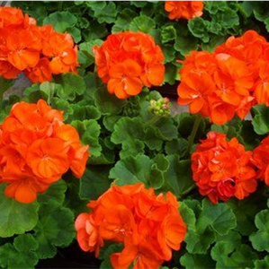 GERANIUM OH SO ORANGE