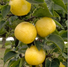 Fruit Trees Category