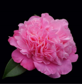 CAMELLIA - ITS GORGEOUS 180MM