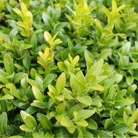 Plants