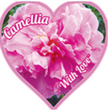 CAMELLIA - WITH LOVE