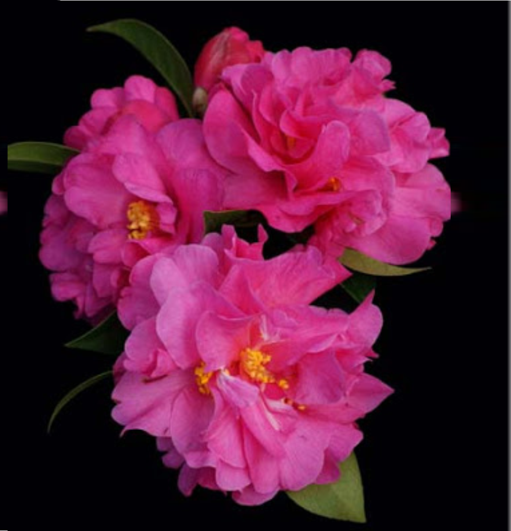 CAMELLIA PINKTASTIC 180mm