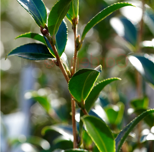 CAMELLIA SLIM N TRIM 180mm