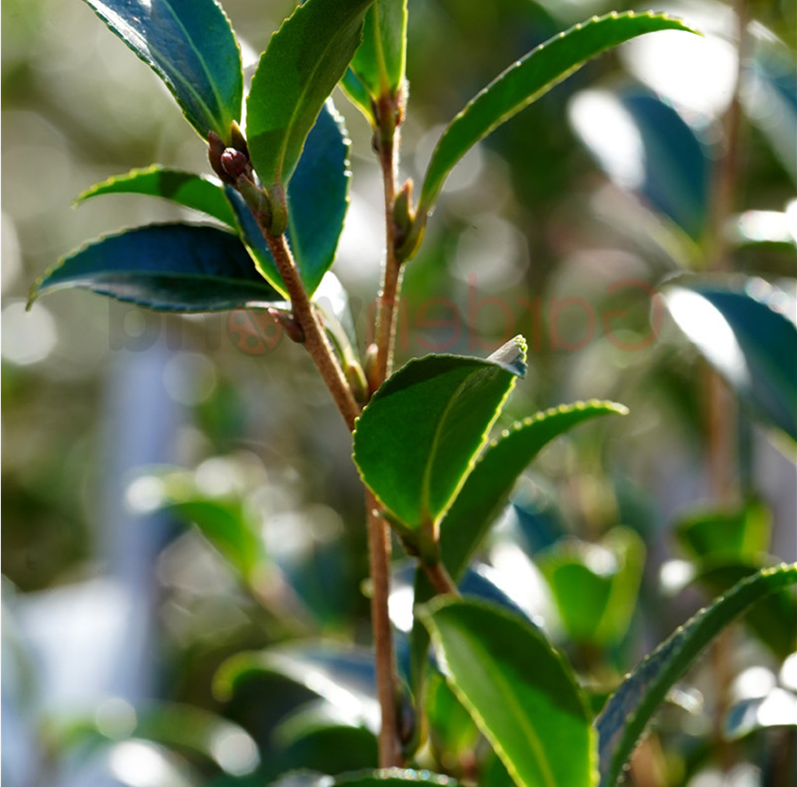 CAMELLIA SLIM N TRIM 180mm