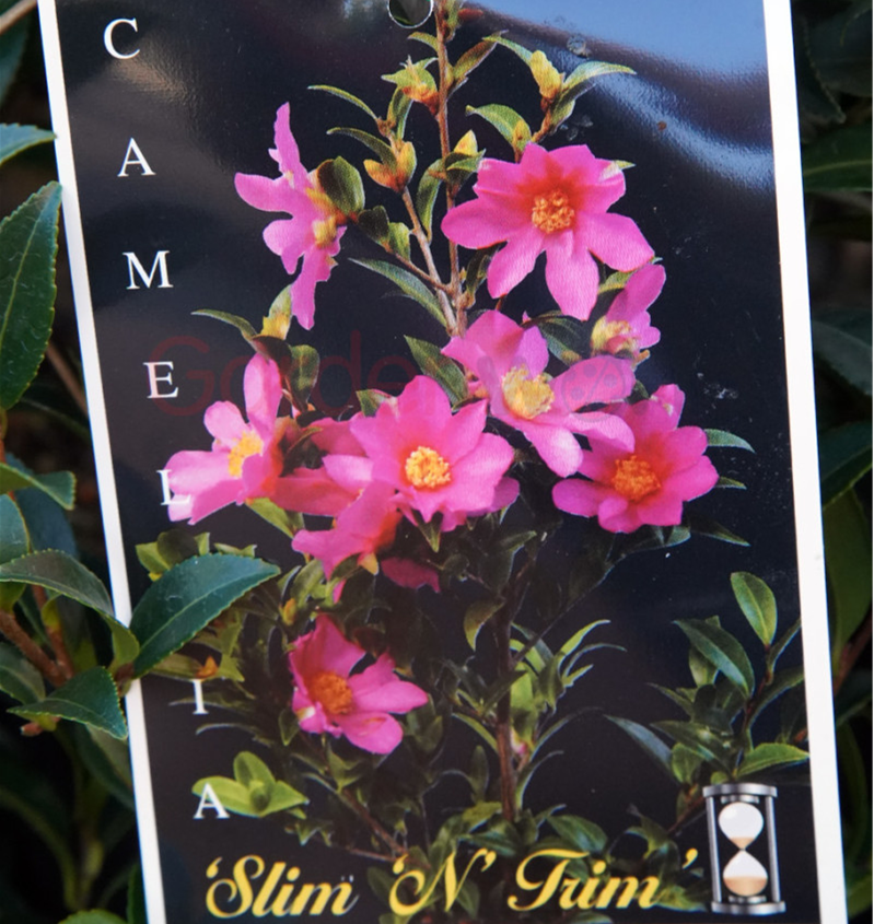 CAMELLIA SLIM N TRIM 180mm