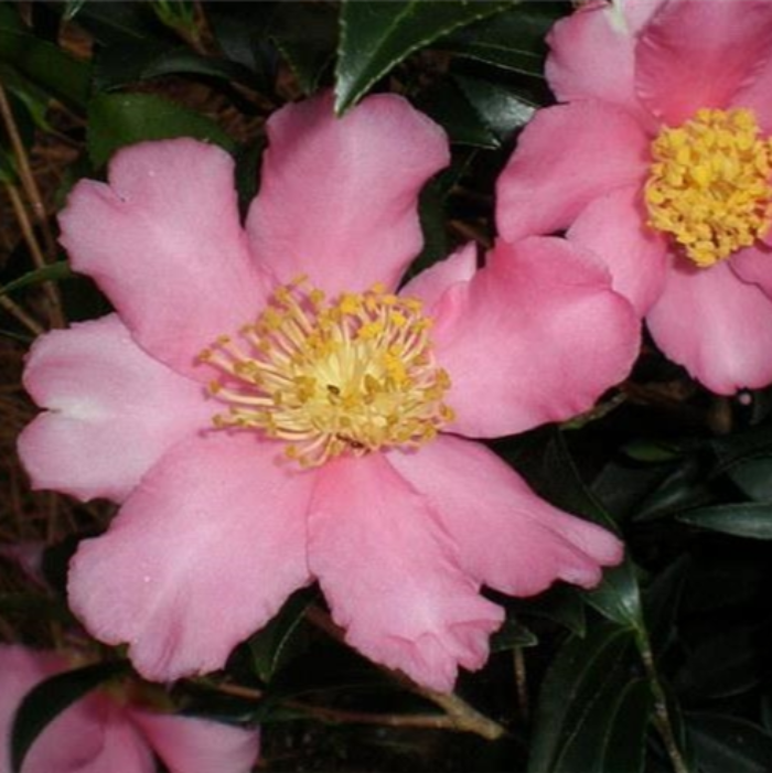 CAMELLIA SLIM N TRIM 180mm