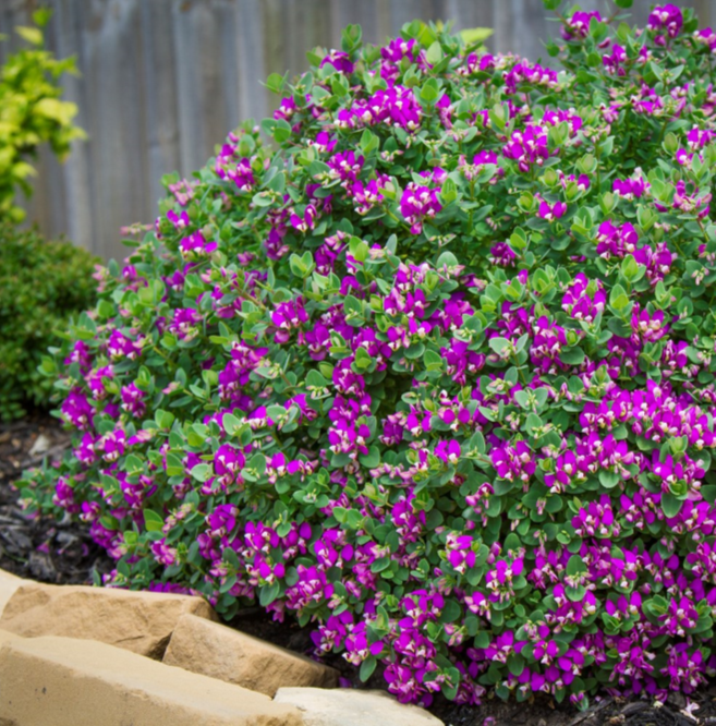 POLYGALA DWARF LITTLE BIBI