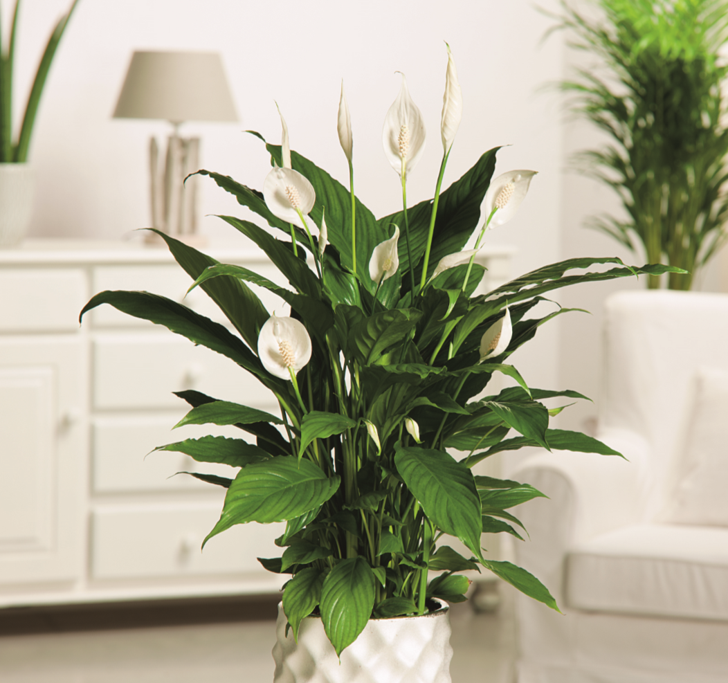 SPATHIPHYLLUM - PEACE LILY 130mm
