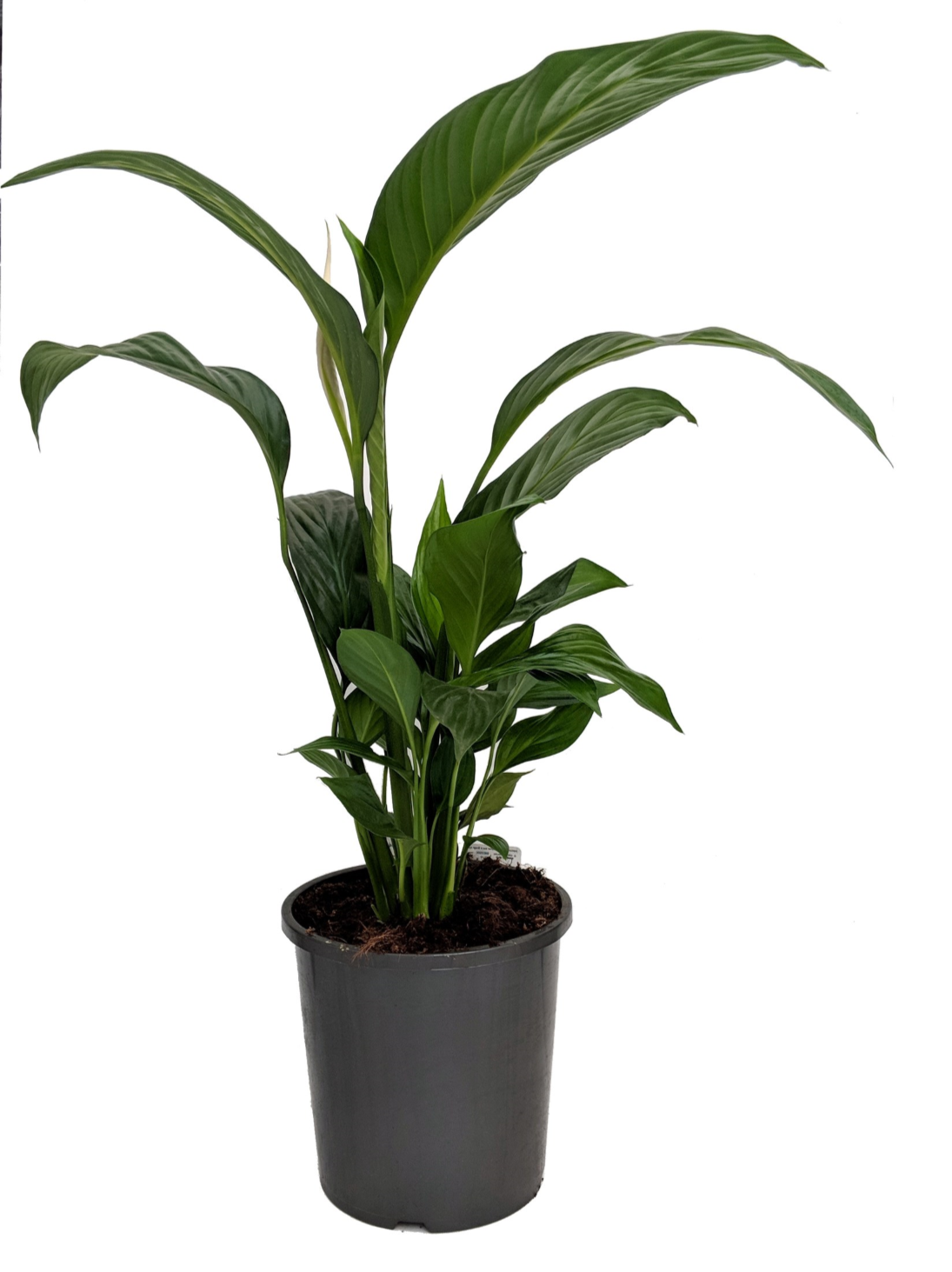 SPATHIPHYLLUM - PEACE LILY 130mm
