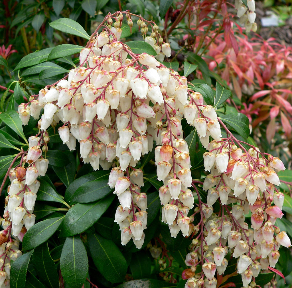 PIERIS ASSORTED 150mm