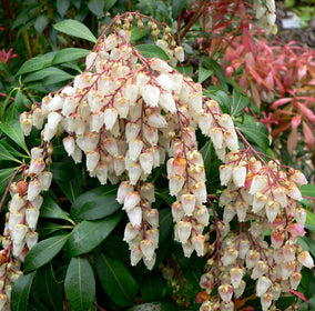 Plants