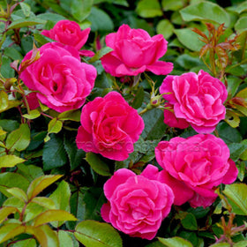 Roses - Pink