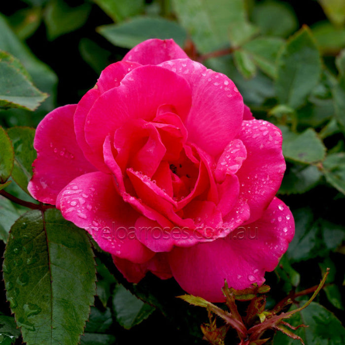 pink rose on green leaves