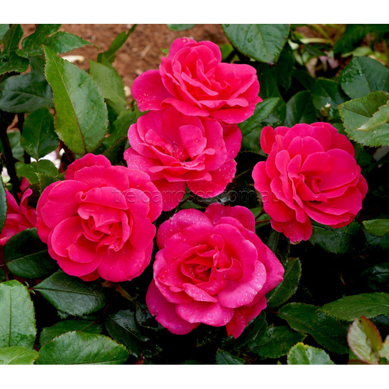 PINK AYOBA - Bare Rooted