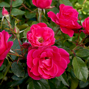 PRE ORDER - PINK AYOBA - Bare Rooted