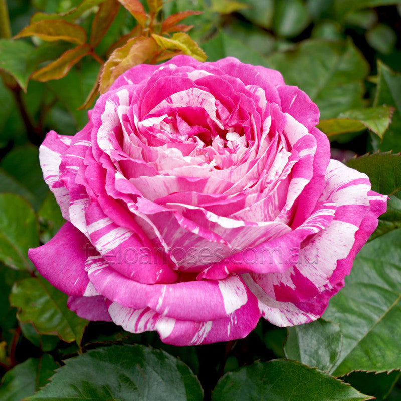 PRE ORDER - PINK ILLUSION - Bare Rooted