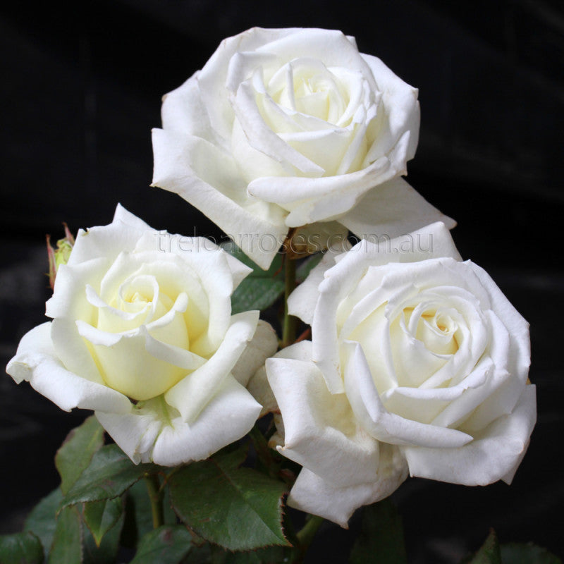 Roses