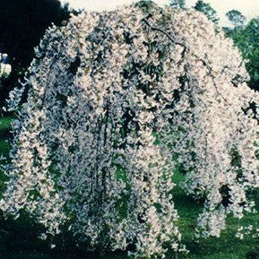 WEEPING CHERRY SNOW FOUNTAINS SHORT STD