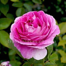 Shipping Roses Bagged
