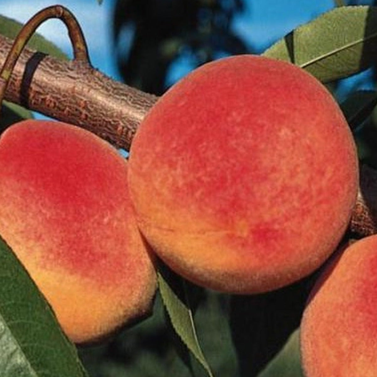 PRE ORDER - PEACH REDHAVEN - BARE ROOTED