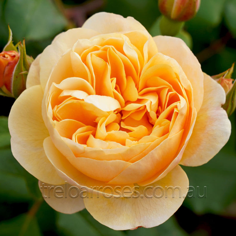 PRE ORDER - ROALD DAHL DA - Bare Rooted