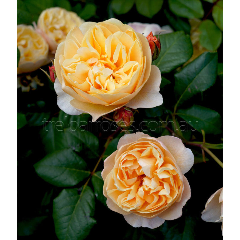 PRE ORDER - ROALD DAHL DA - Bare Rooted